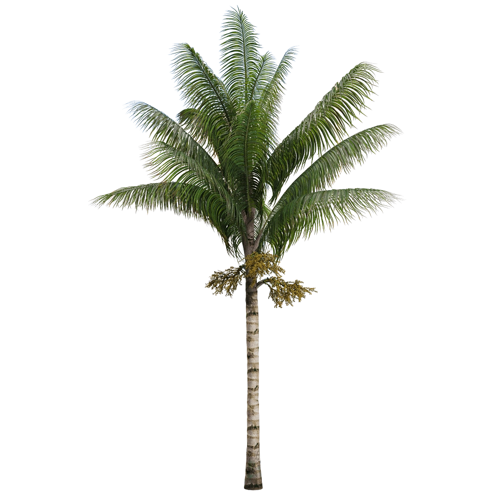 decoration - Acanthophoenix crinita 3 3D Model