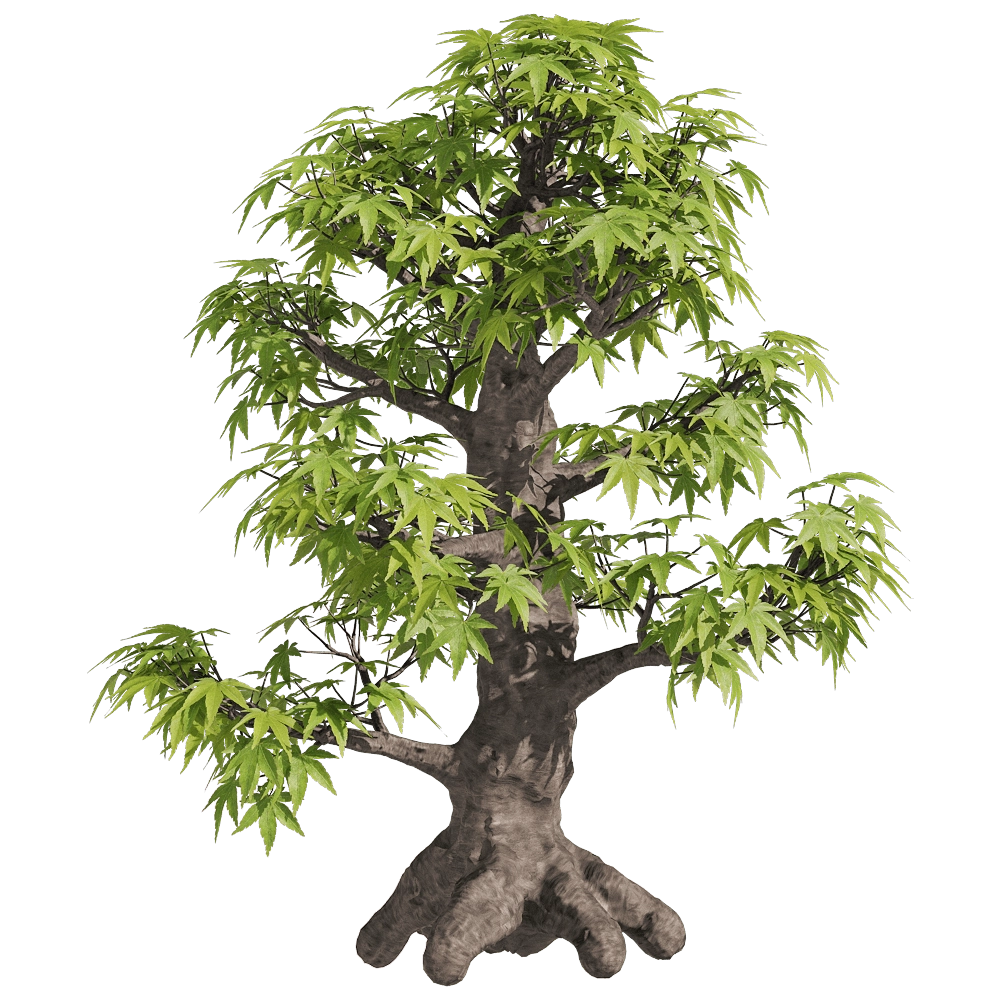 decoration - Acer palmatum 1 3D Model