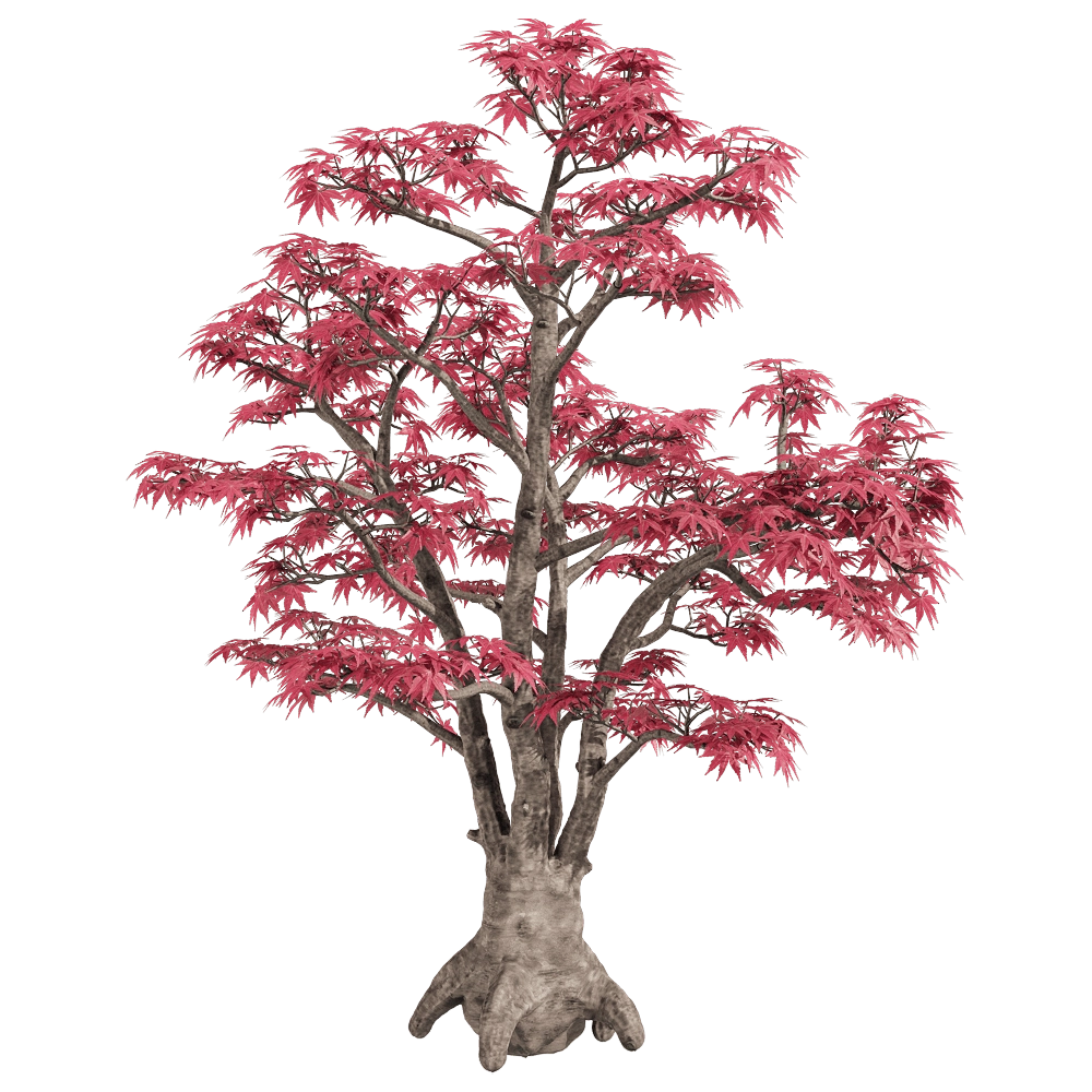 decoration - Acer palmatum 2 3D Model