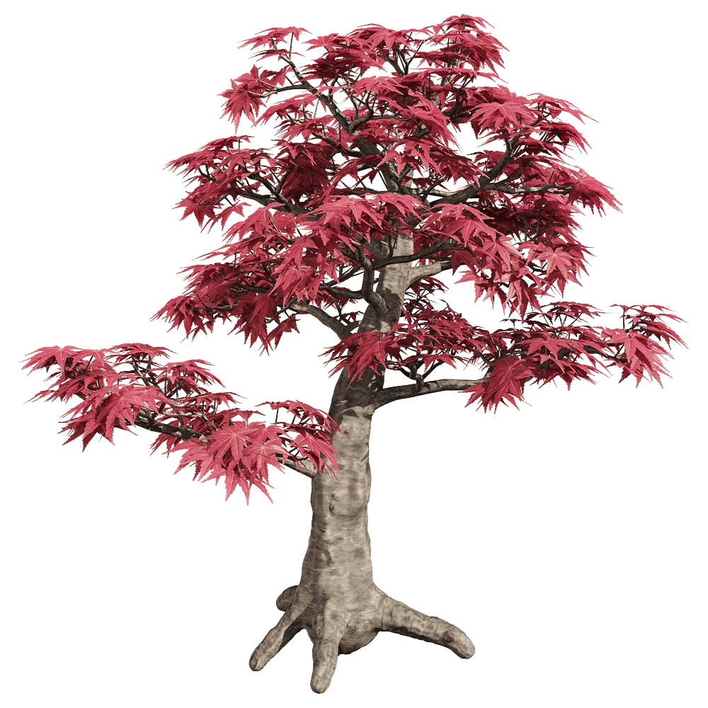 decoration - Acer palmatum 3 3D Model