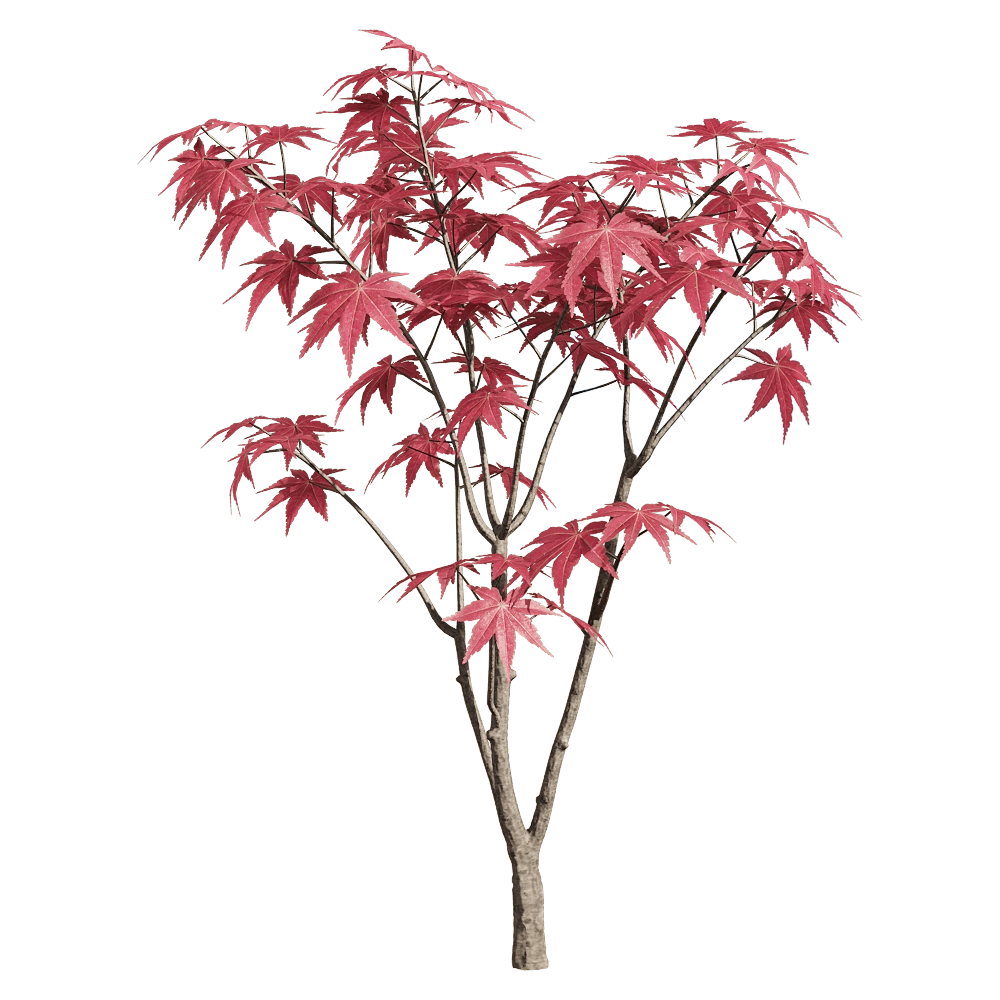 decoration - Acer palmatum 4 3D Model