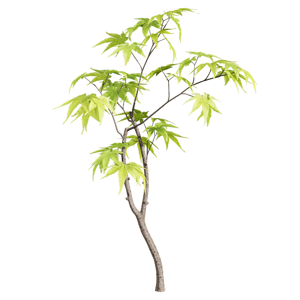 decoration - Acer palmatum 5 3D Model
