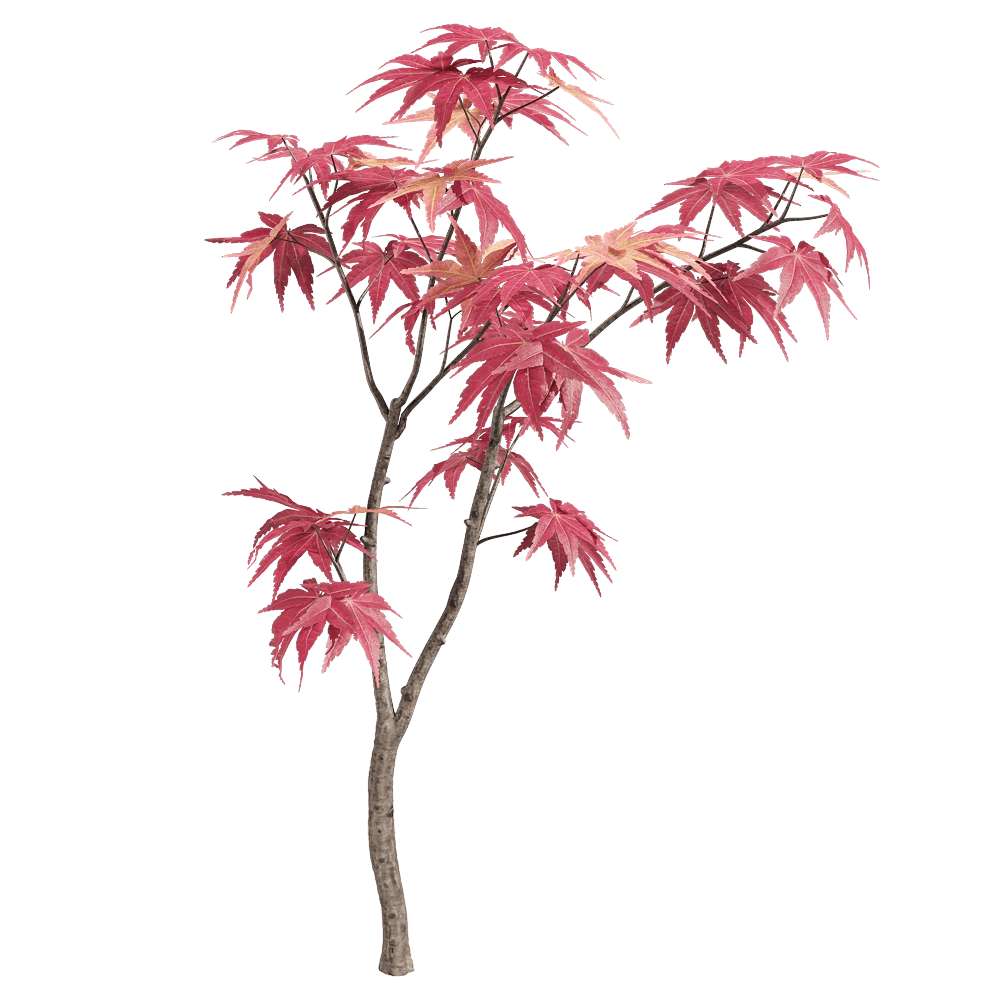 decoration - Acer palmatum 6 3D Model