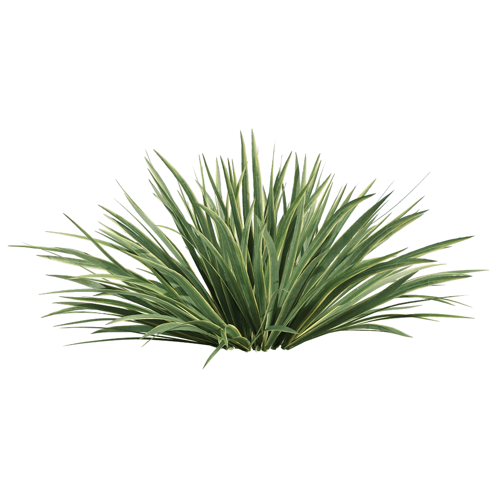 decoration - Acorus calamus little 1 3D Model