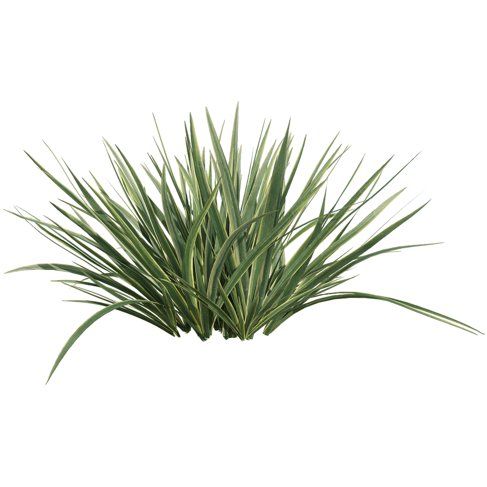 decoration - Acorus calamus little 2 3D Model