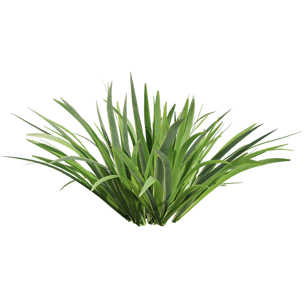 decoration - Acorus calamus little 3 3D Model