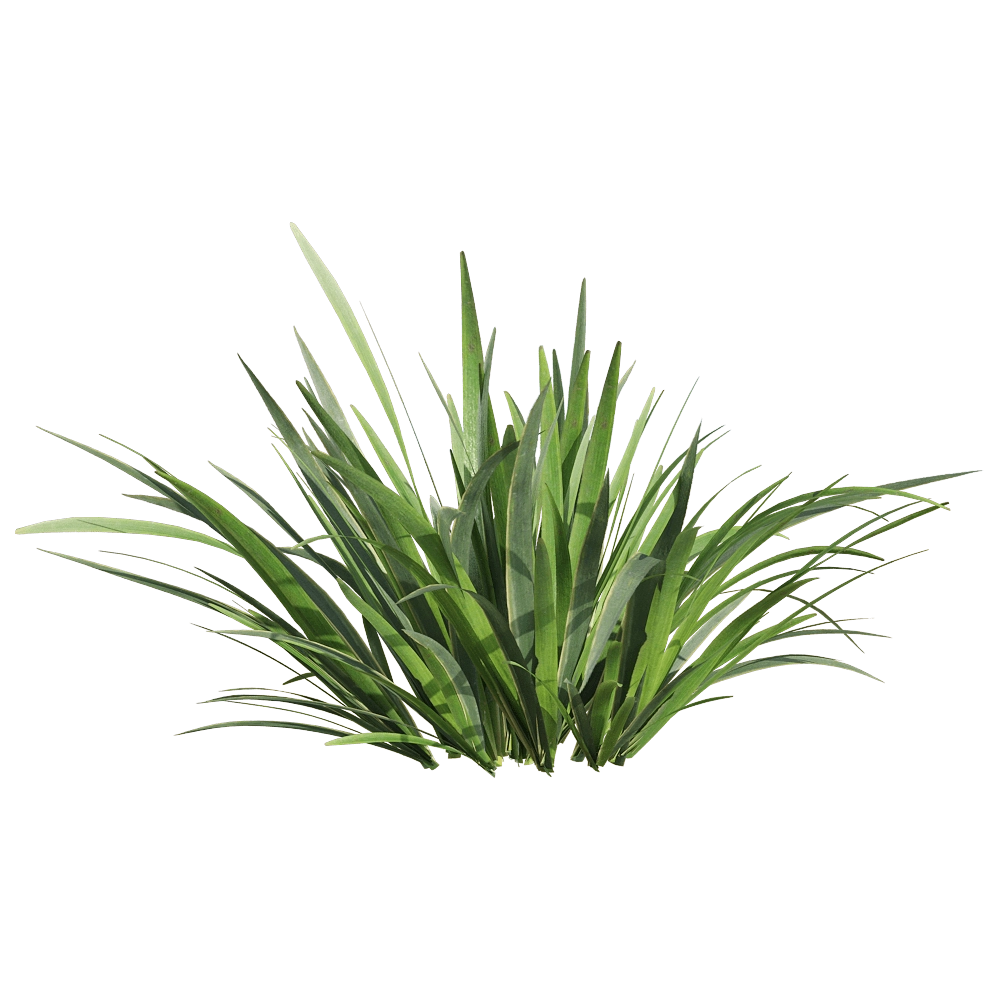 decoration - Acorus calamus little 4 3D Model