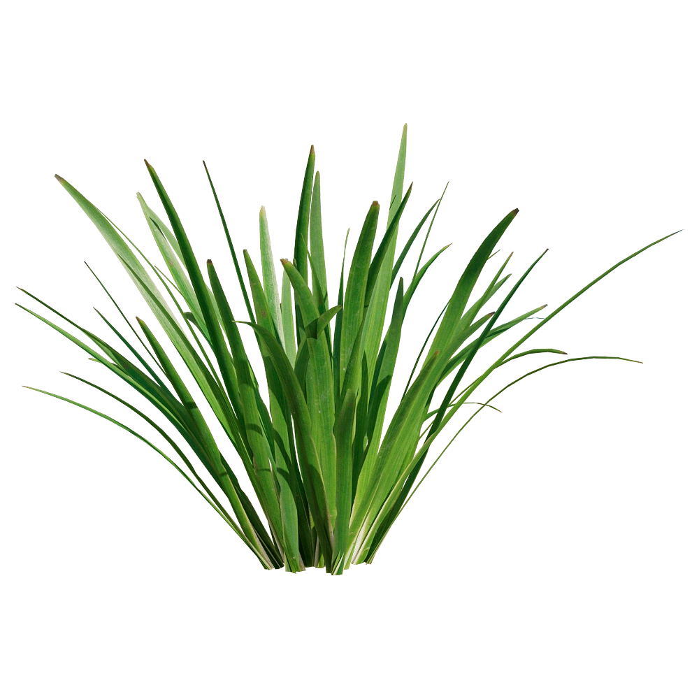 decoration - Acorus calamus little 5 3D Model