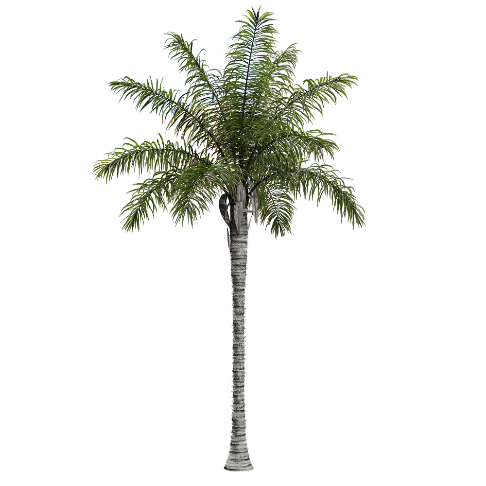 decoration - Acrocomia aculeata 1 3D Model