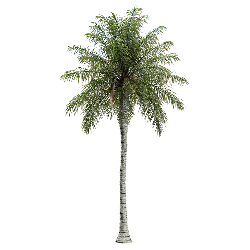 decoration - Acrocomia aculeata 2 3D Model