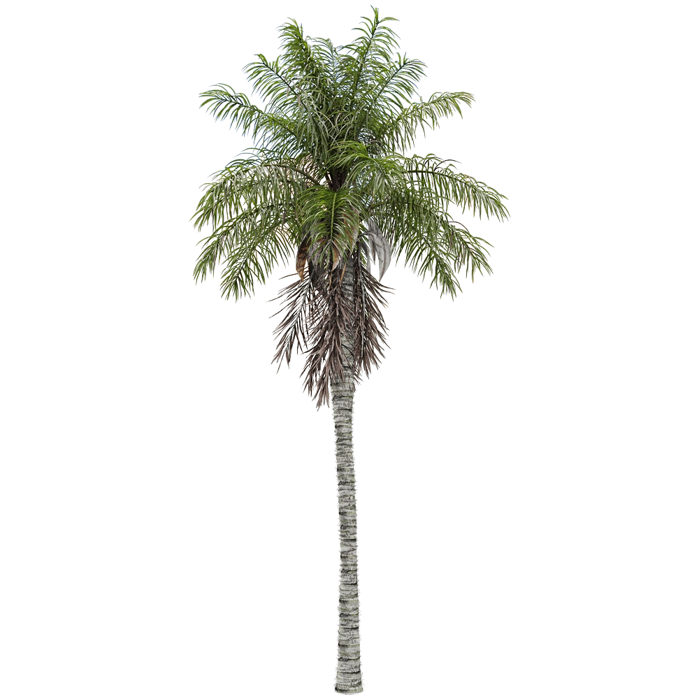 decoration - Acrocomia aculeata 3 3D Model