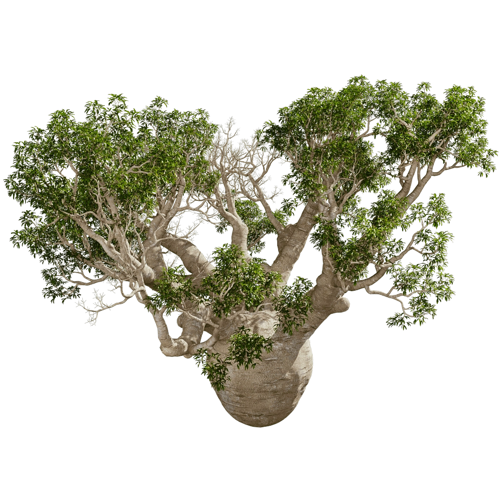 decoration - Adansonia Gregorii 01 01 3D Model