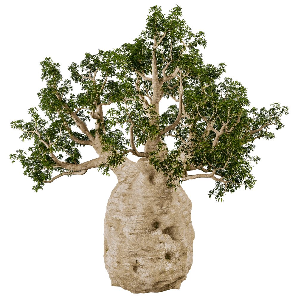decoration - Adansonia Gregorii 01 02 3D Model