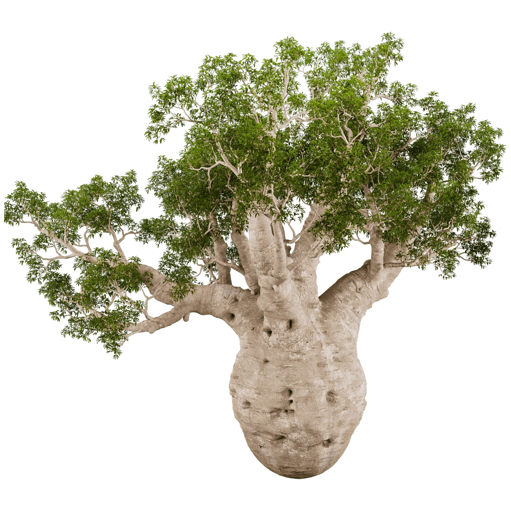 decoration - Adansonia Gregorii 01 03 3D Model