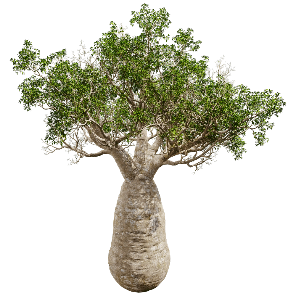 decoration - Adansonia Gregorii 01 05 3D Model
