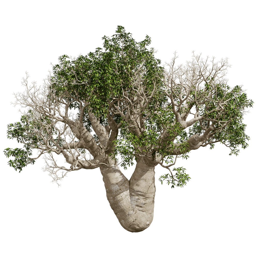 decoration - Adansonia Gregorii 01 06 3D Model
