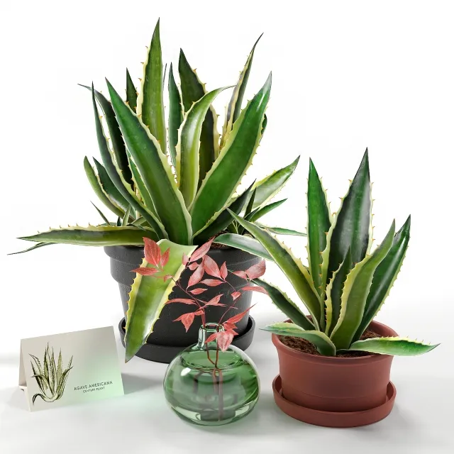 decoration - Agave set 3D Model
