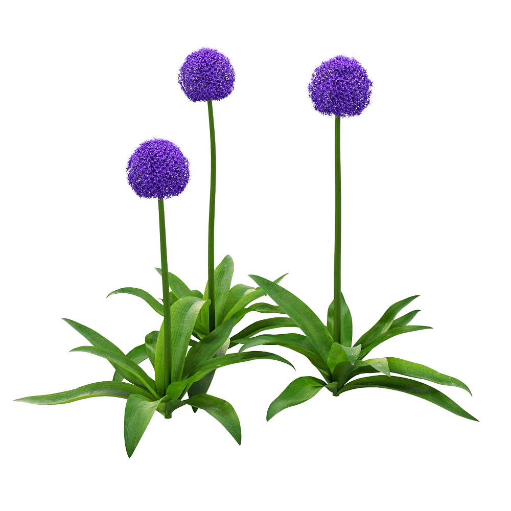 decoration - Allium Giganteum 1 3D Model