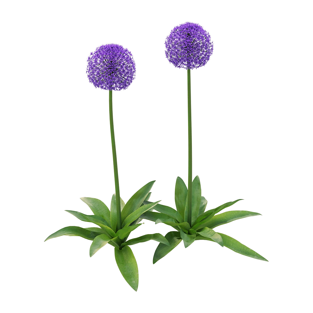 decoration - Allium giganteum 2 3D Model