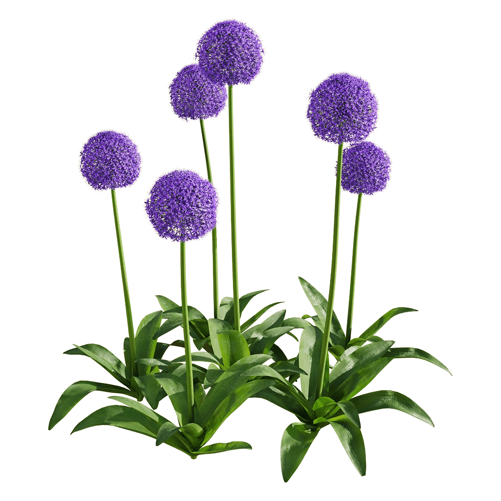decoration - Allium giganteum 4 3D Model