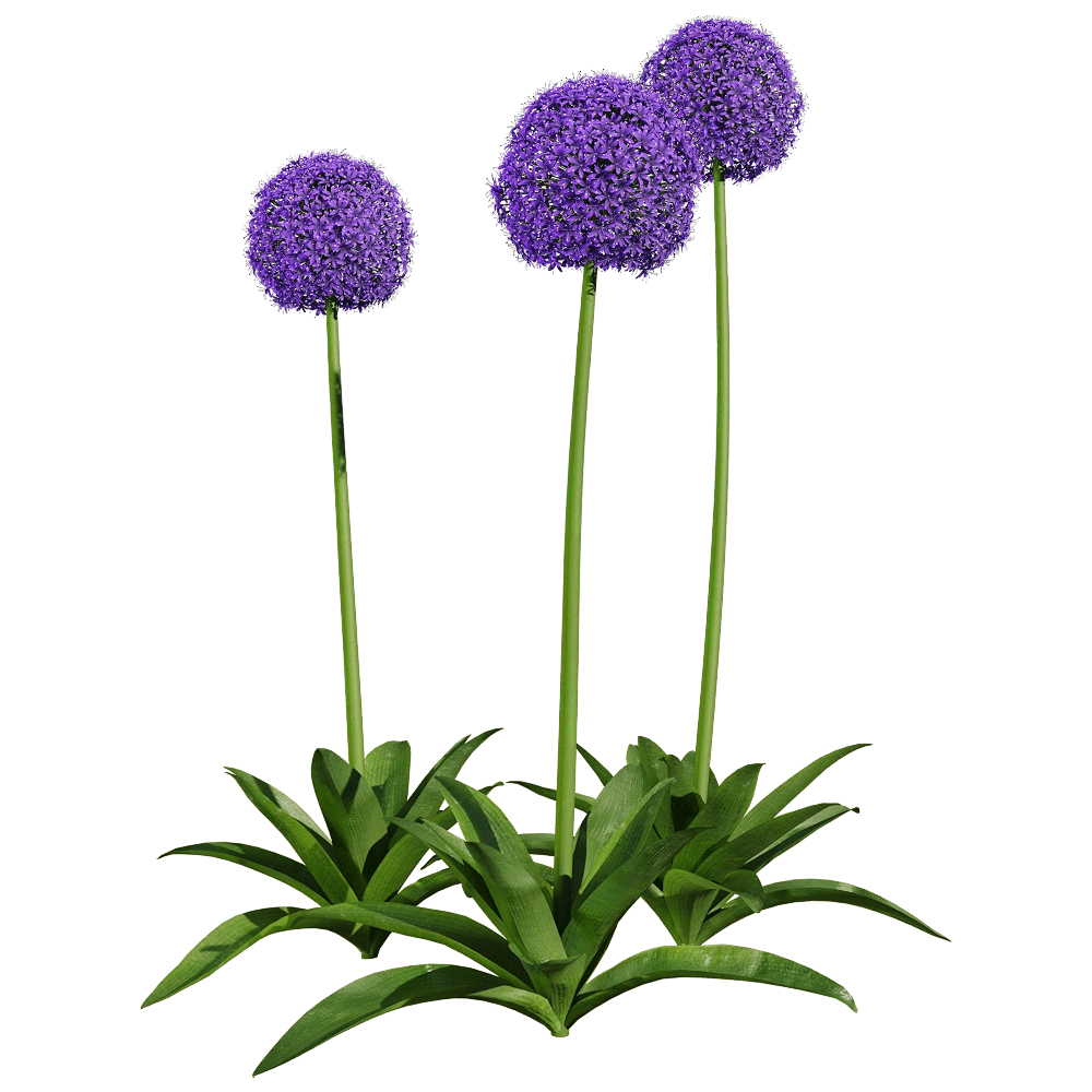 decoration - Allium giganteum 5 3D Model