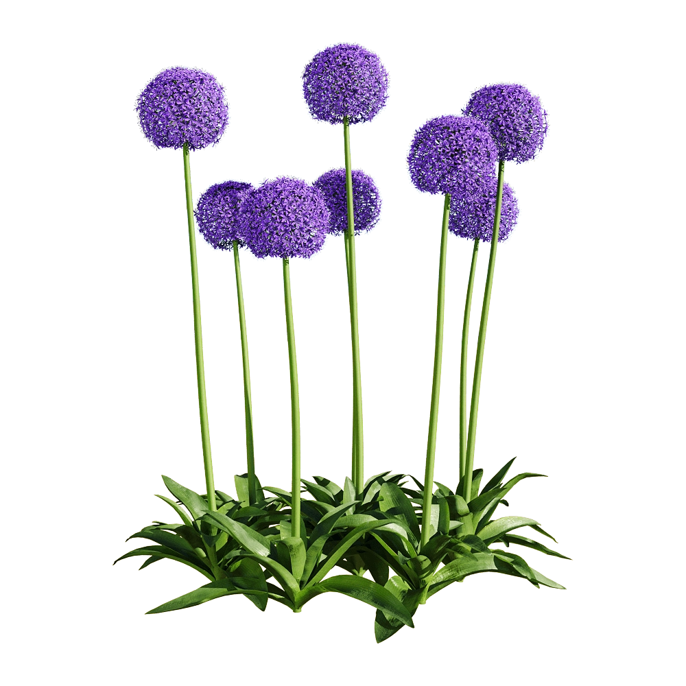 decoration - Allium giganteum 6 3D Model