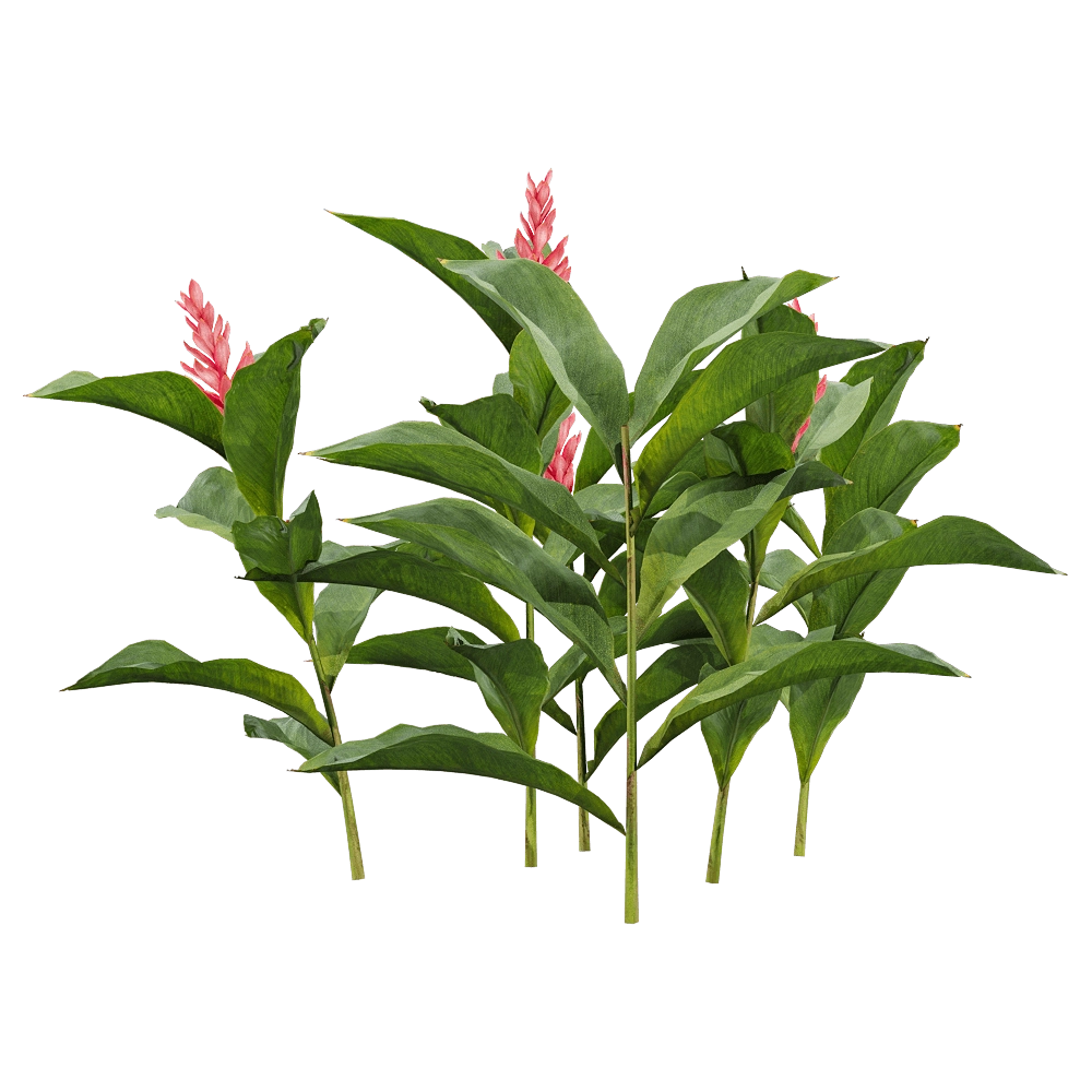 decoration - Alpinia purpurata 1 3D Model