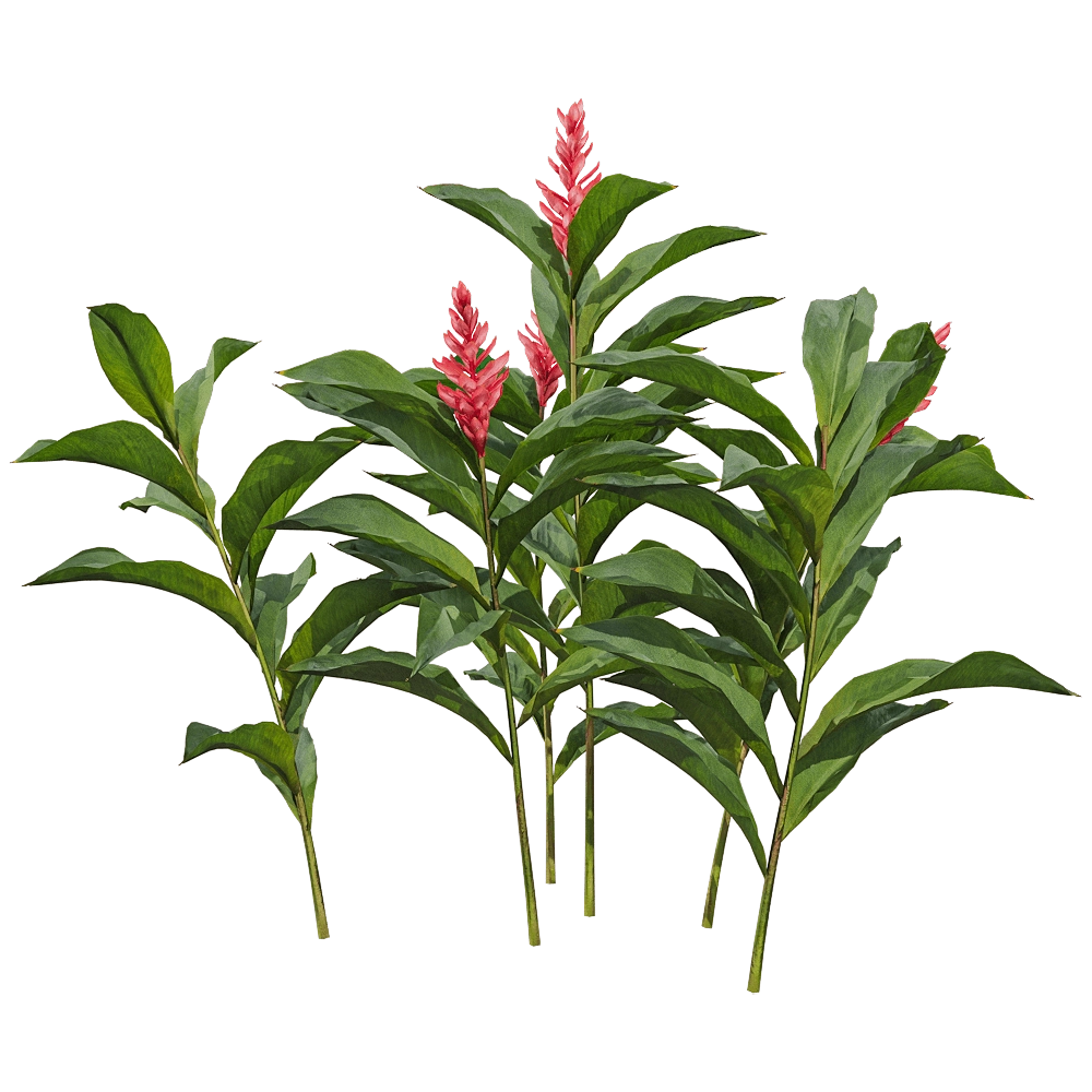 decoration - Alpinia purpurata 2 3D Model