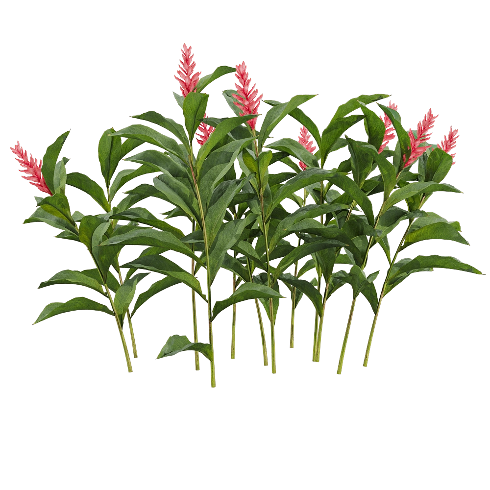 decoration - Alpinia purpurata 3 3D Model