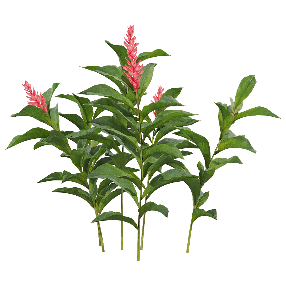 decoration - Alpinia purpurata 4 3D Model
