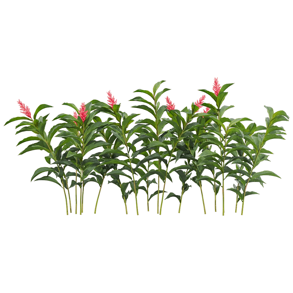 decoration - Alpinia purpurata 5 3D Model