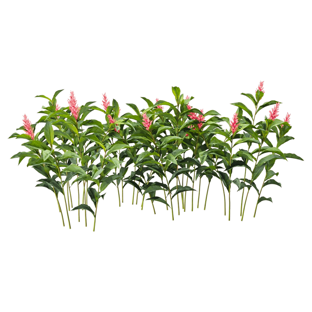 decoration - Alpinia Purpurata 6 3D Model
