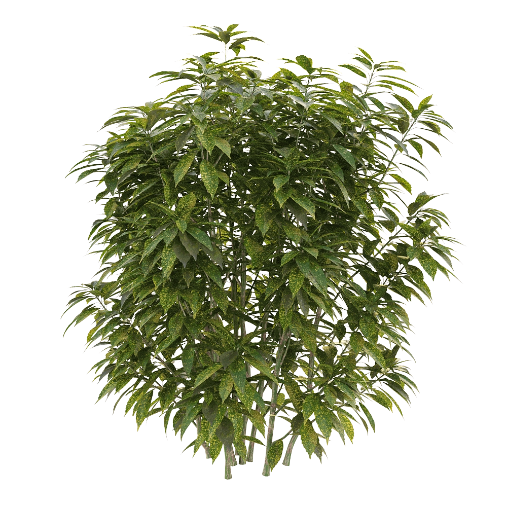 decoration - Ancuba japonica 01 3D Model
