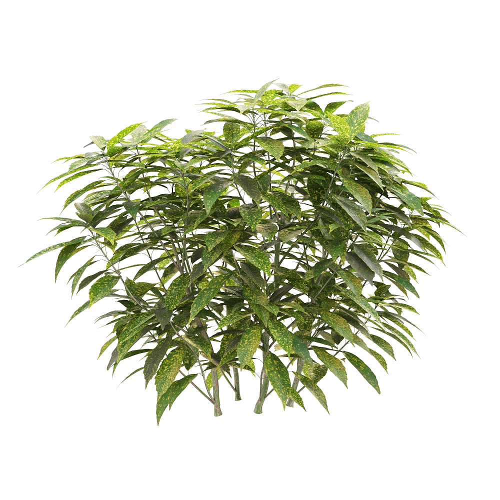 decoration - Ancuba japonica 03 3D Model
