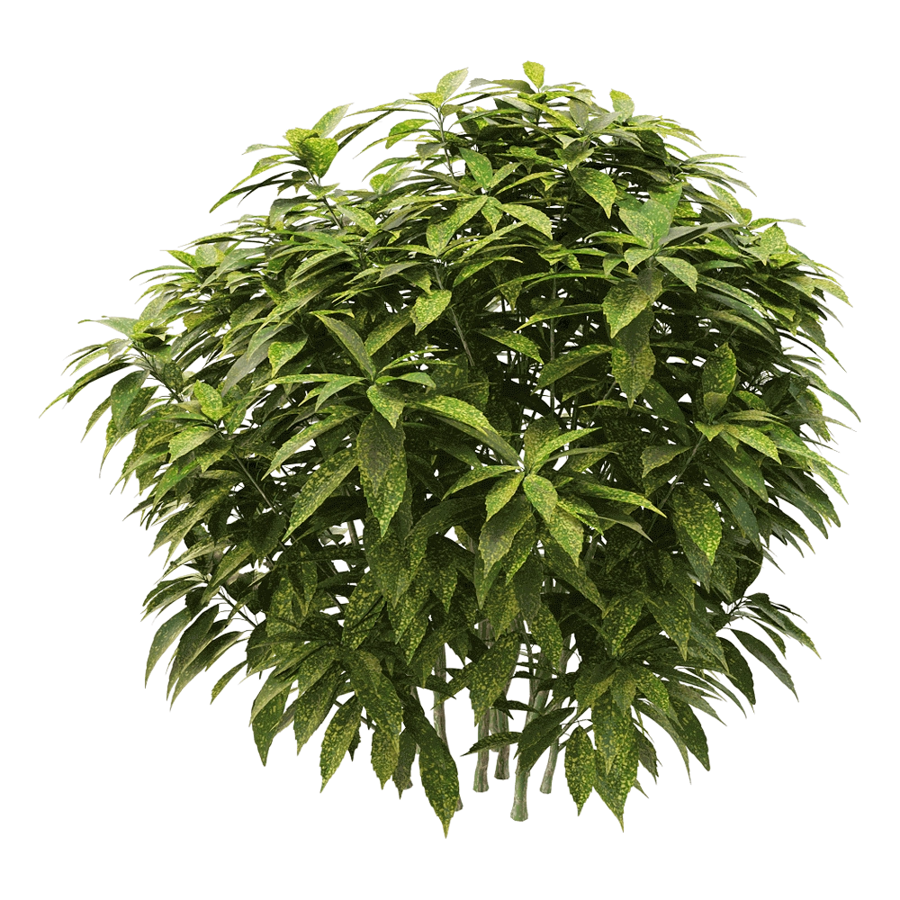 decoration - Ancuba japonica 2 3D Model