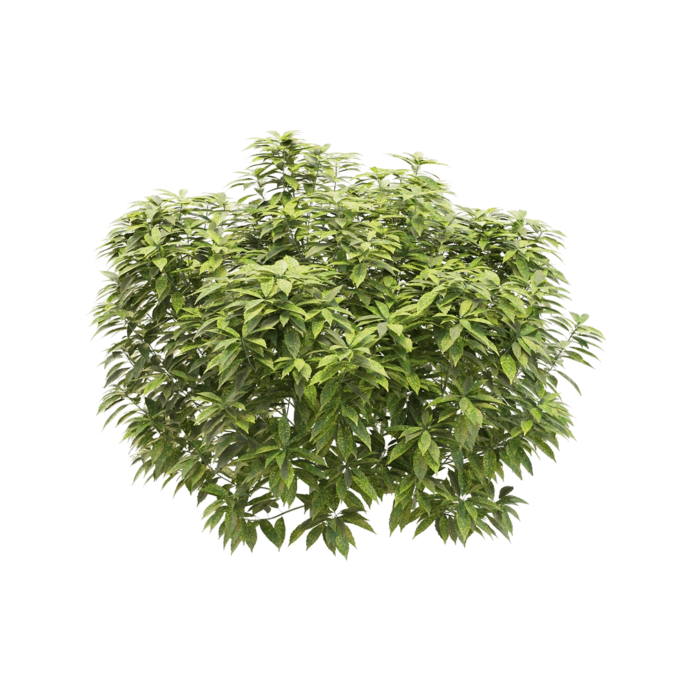 decoration - Ancuba japonica 4 3D Model