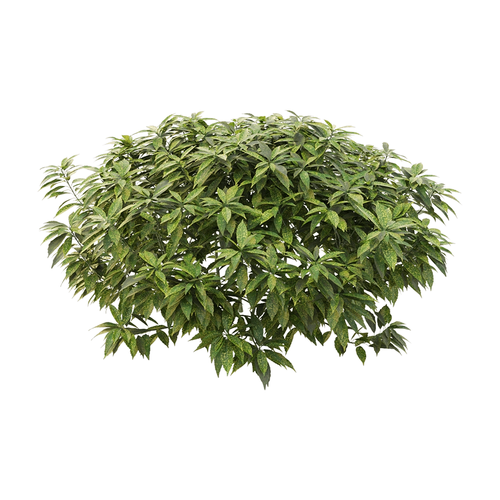 decoration - Ancuba japonica 5 3D Model