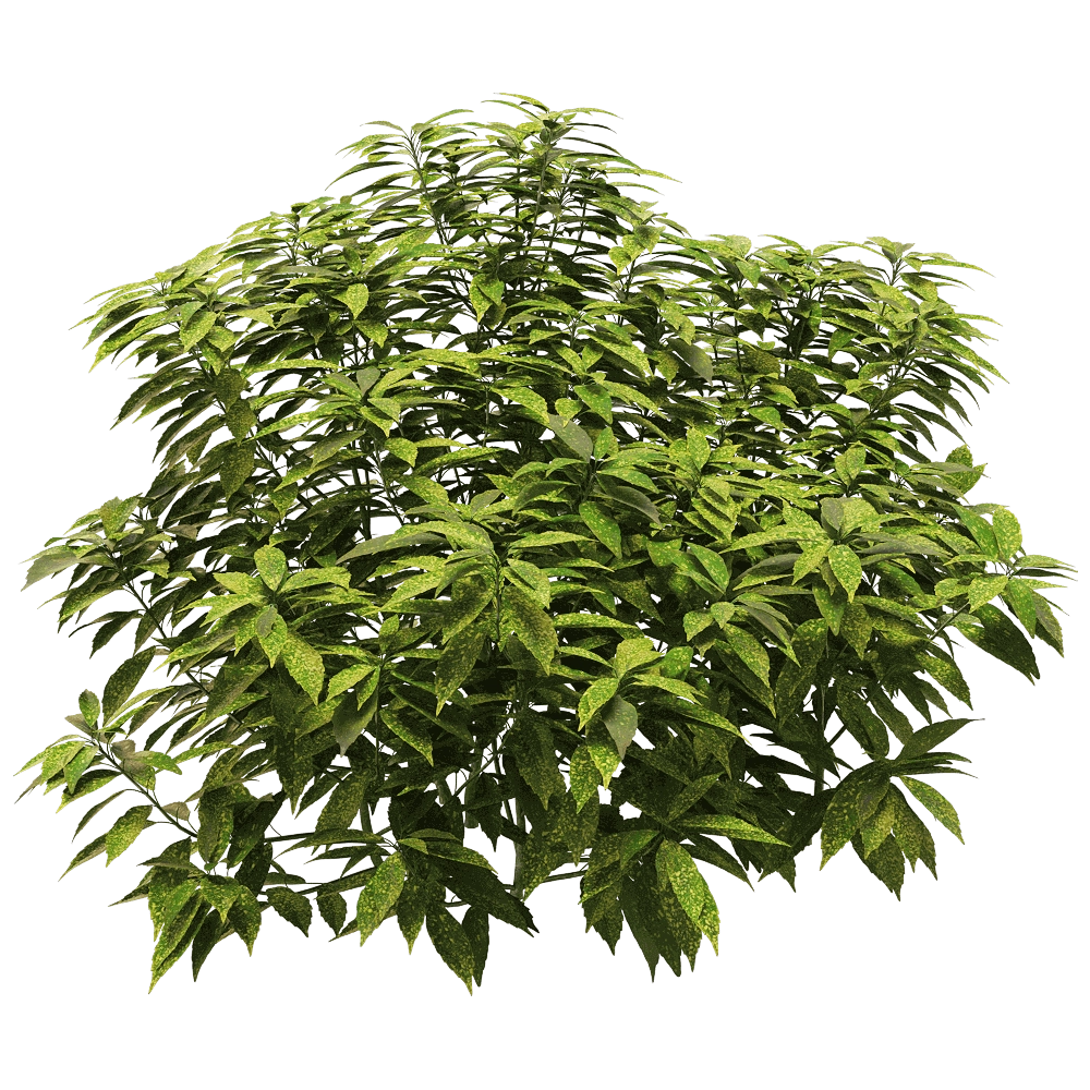 decoration - Ancuba japonica 6 3D Model