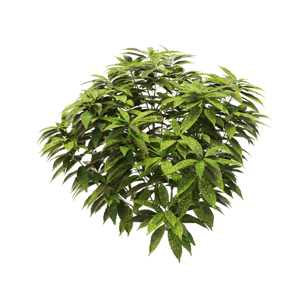 decoration - Ancuba japonica 7 3D Model