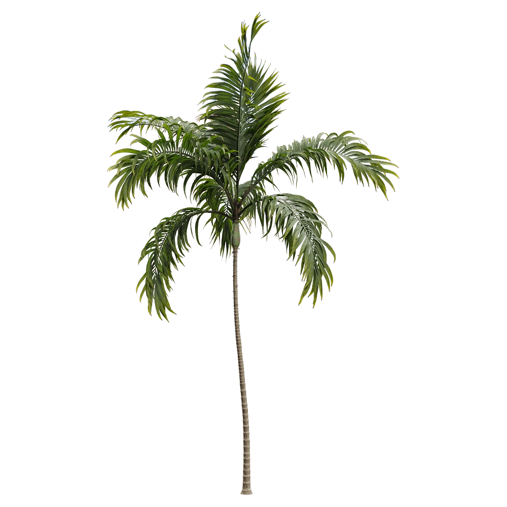 decoration - Archontophoenix alexandrae 1 3D Model