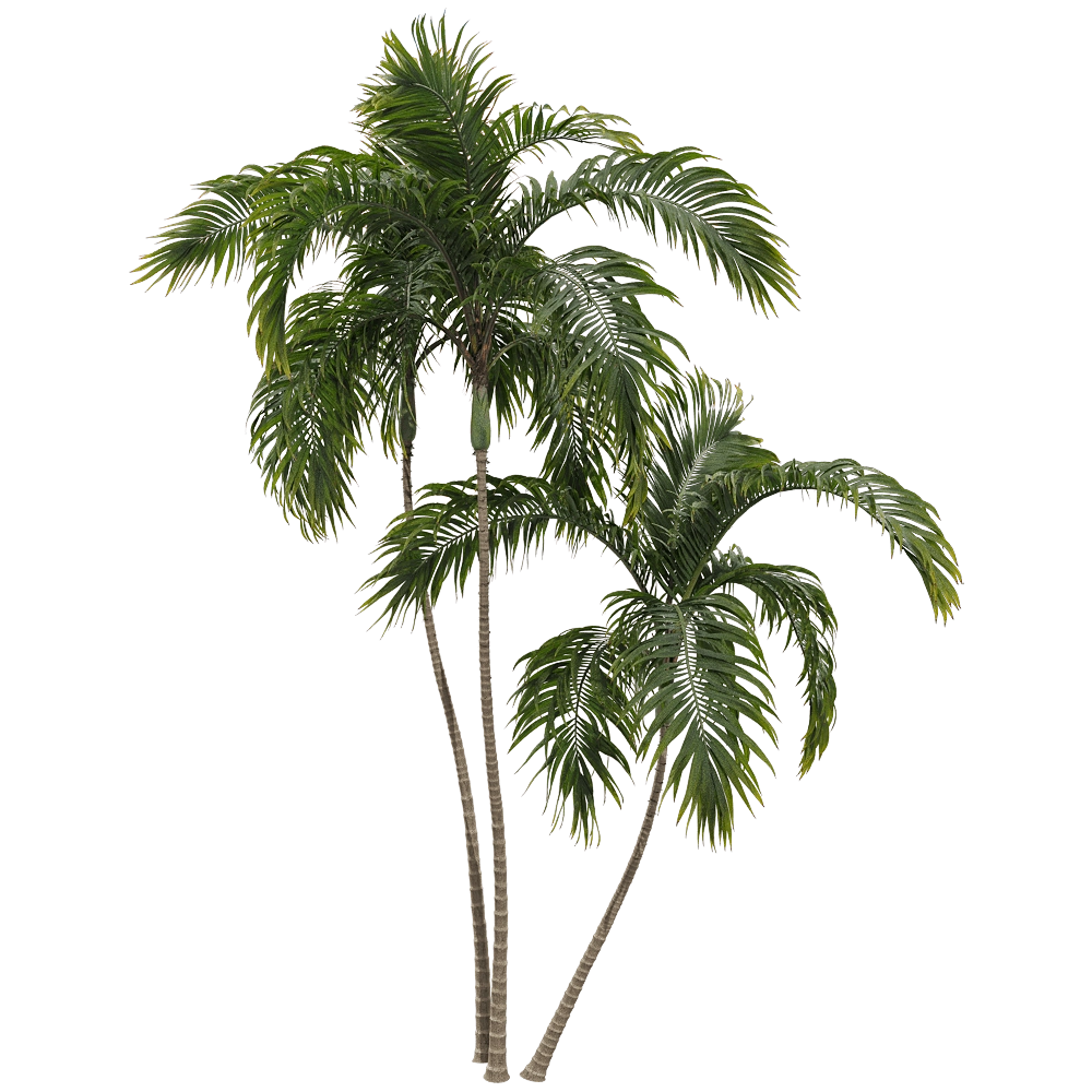decoration - Archontophoenix alexandrae 3 3D Model