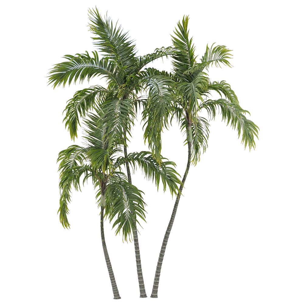 decoration - Archontophoenix alexandrae 4 3D Model