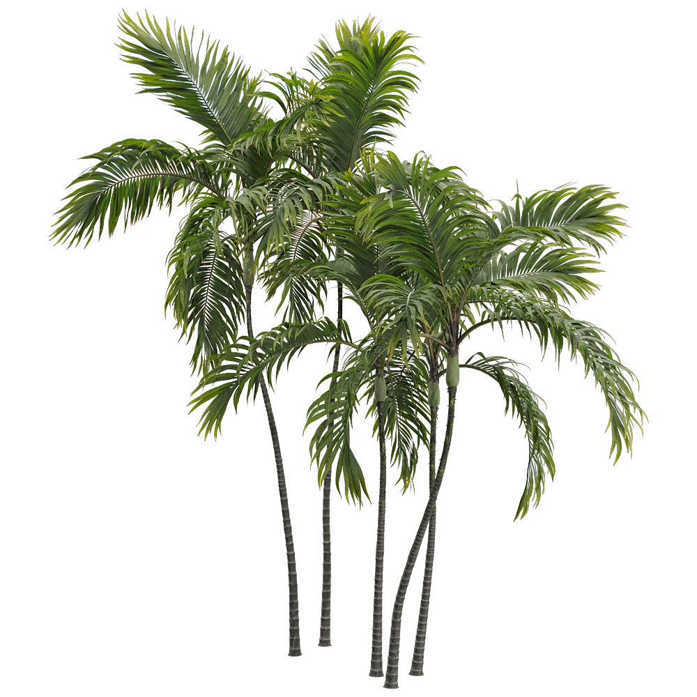 decoration - Archontophoenix alexandrae 5 3D Model