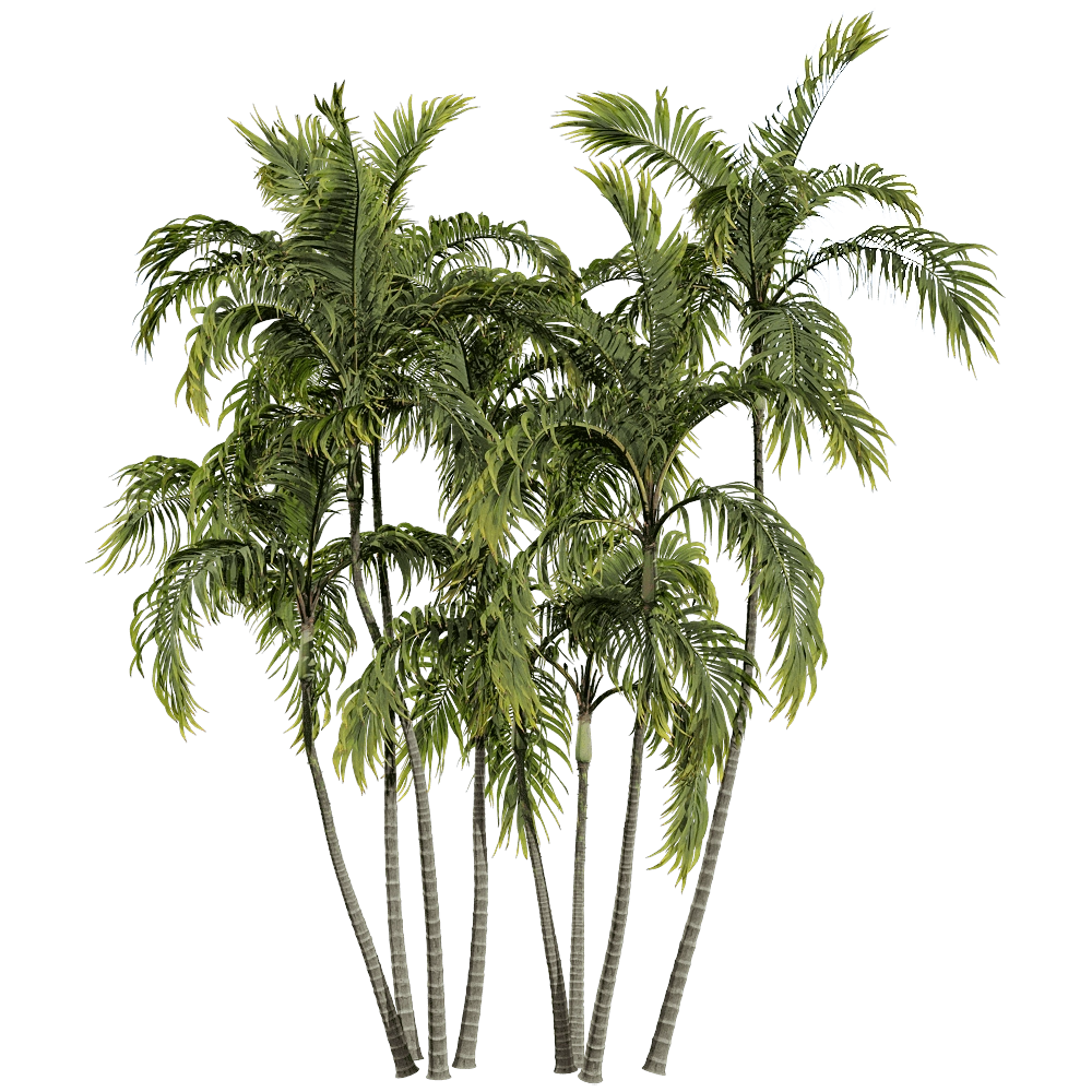 decoration - Archontophoenix Alexandrae 6 3D Model