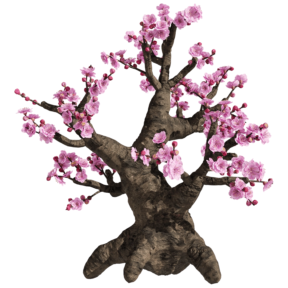 decoration - Armeniaca mume 2 3D Model