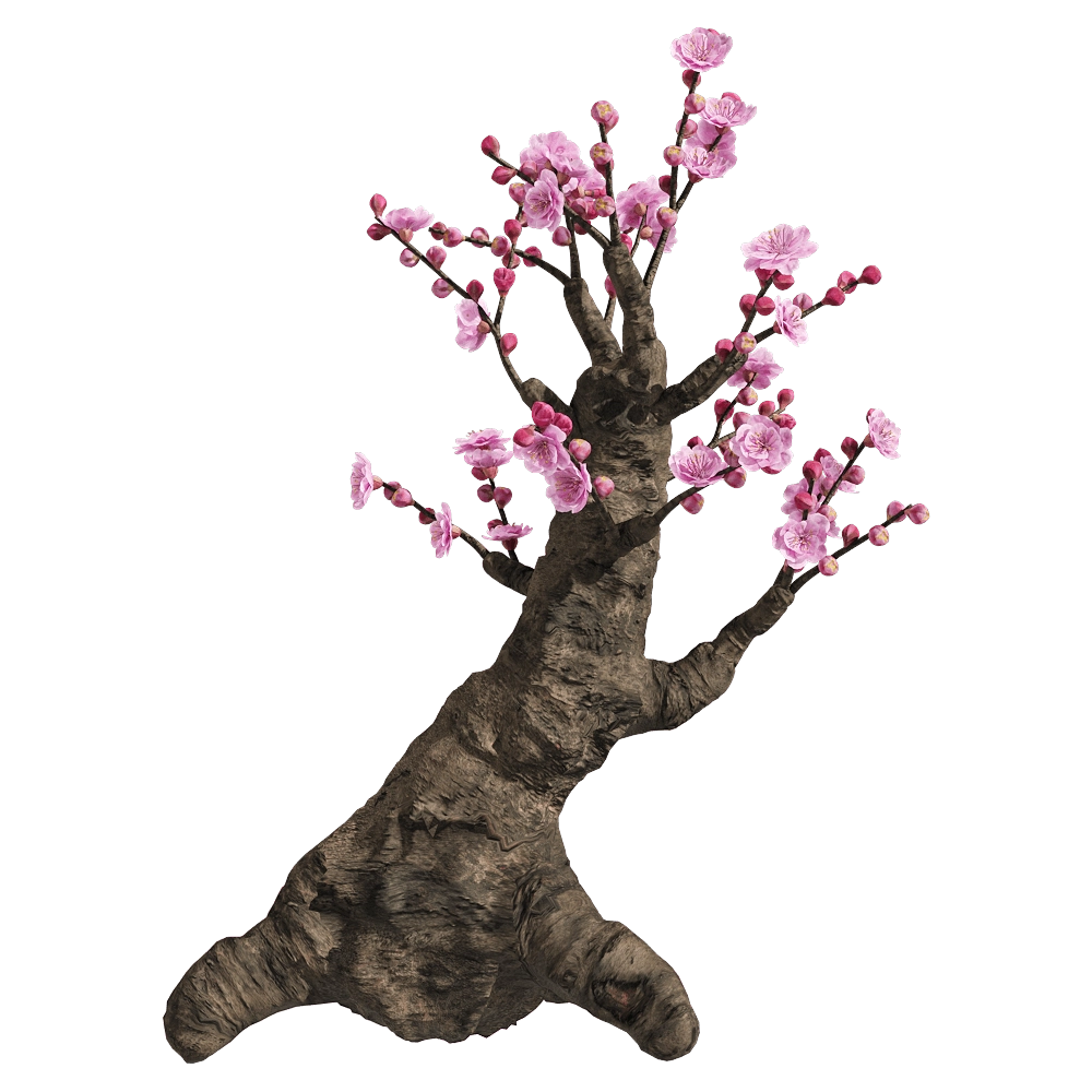 decoration - Armeniaca mume 5 3D Model