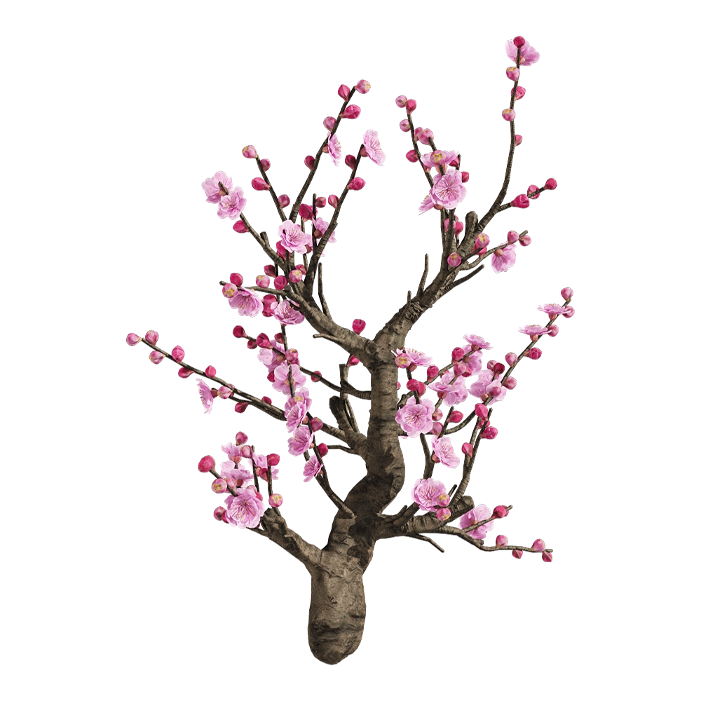 decoration - Armeniaca mume 6 3D Model