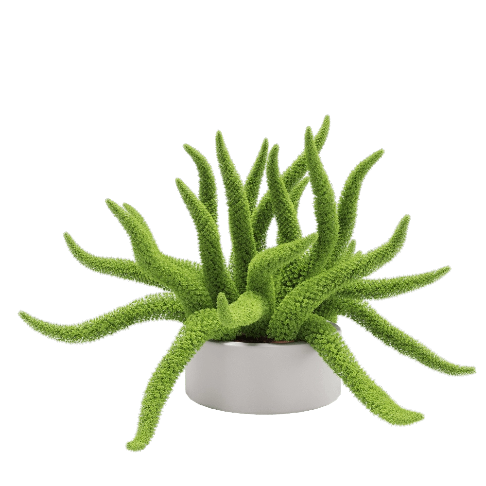 decoration - Asparagus densifloru 4 3D Model