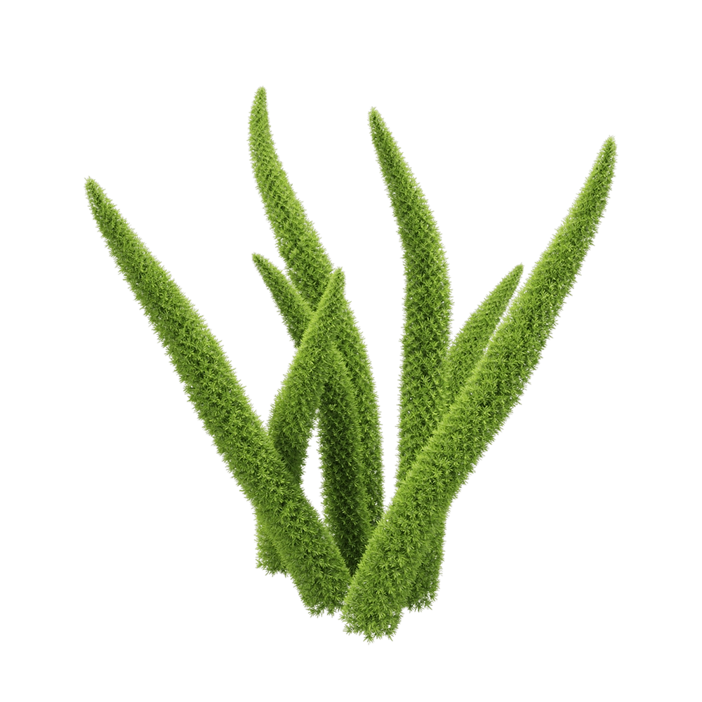 decoration - Asparagus Densiflorus 1 3D Model