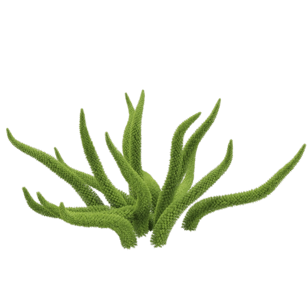 decoration - Asparagus densiflorus 2 3D Model